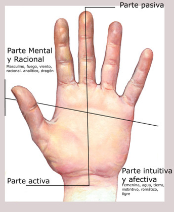 Partes de la Mano en la Quiromancia