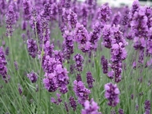 Hojas de Lavanda para Hechizo de Salud